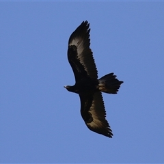 Aquila audax (Wedge-tailed Eagle) at Kambah, ACT - 17 Sep 2024 by RodDeb