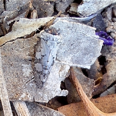 Macroceps tonnoiri at Deakin, ACT - 17 Sep 2024 by KorinneM
