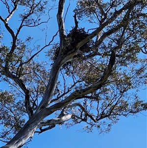 Eucalyptus melliodora at Kenny, ACT - 17 Sep 2024