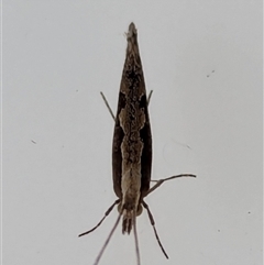 Plutella xylostella (Diamondback Moth) at Watson, ACT - 18 Sep 2024 by AniseStar