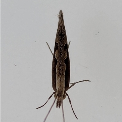 Plutella xylostella (Diamondback Moth) at Watson, ACT - 17 Sep 2024 by AniseStar