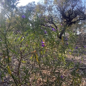 Solanum linearifolium at Lyneham, ACT - 18 Sep 2024 07:28 AM