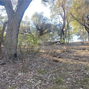 Solanum linearifolium at Lyneham, ACT - 18 Sep 2024