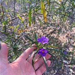 Solanum linearifolium at Lyneham, ACT - 18 Sep 2024 07:28 AM