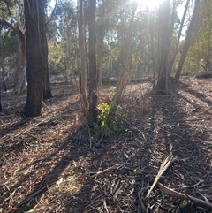 Viburnum tinus (Laurustinus) at Lyneham, ACT - 17 Sep 2024 by CrimePaysbutConservationDoesnt