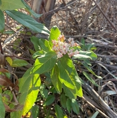 Viburnum tinus at Lyneham, ACT - 18 Sep 2024