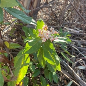 Viburnum tinus at Lyneham, ACT - 18 Sep 2024