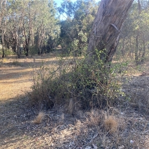 Rosa sp. at Lyneham, ACT - 18 Sep 2024