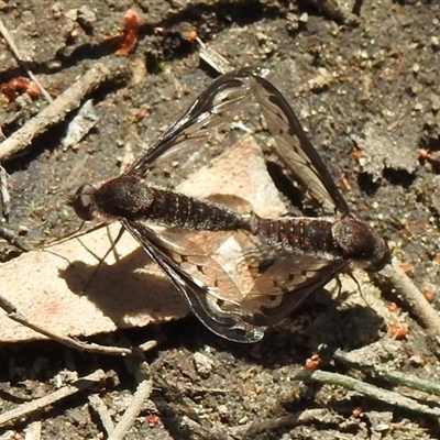 Aleucosia calophthalma (A bee-fly) at Bundanoon, NSW - 17 Sep 2024 by GlossyGal