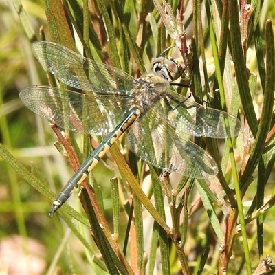 Hemicordulia tau (Tau Emerald) at Bundanoon, NSW - 17 Sep 2024 by GlossyGal