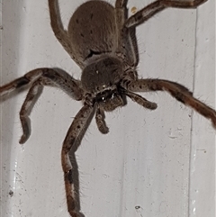 Isopedella pessleri (A huntsman spider) at Ainslie, ACT - 16 Sep 2024 by Jeanette