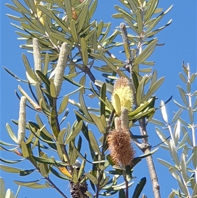 Banksia integrifolia subsp. integrifolia (Coast Banksia) at Watson, ACT - 16 Sep 2024 by Jeanette