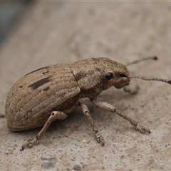 Eurymetopus birabeni (Weevil) at Murrumbateman, NSW - 18 Sep 2024 by amiessmacro