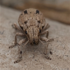 Eurymetopus birabeni at Murrumbateman, NSW - 18 Sep 2024 10:01 AM