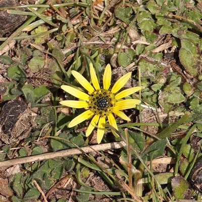 Arctotheca calendula (Capeweed, Cape Dandelion) at Nicholls, ACT - 16 Sep 2024 by ConBoekel