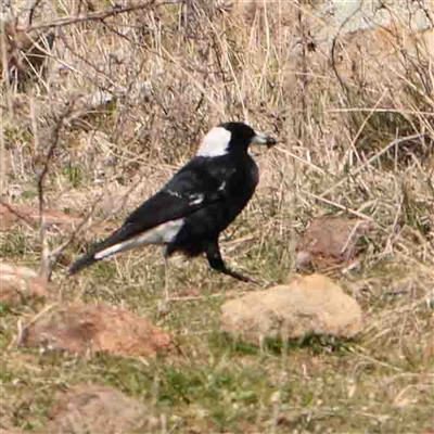 Gymnorhina tibicen (Australian Magpie) at Nicholls, ACT - 16 Sep 2024 by ConBoekel