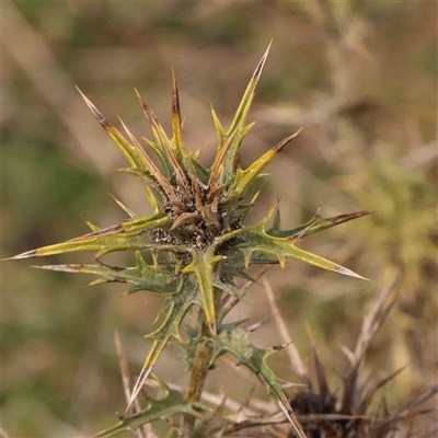 Carthamus lanatus (Saffron Thistle) at Nicholls, ACT - 16 Sep 2024 by ConBoekel