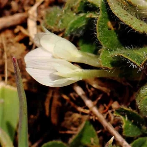 Trifolium subterraneum at Nicholls, ACT - 16 Sep 2024 11:09 AM