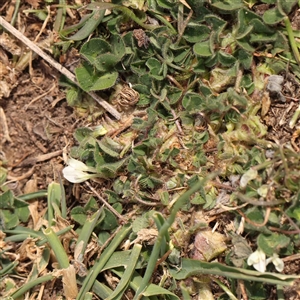 Trifolium subterraneum at Nicholls, ACT - 16 Sep 2024 11:09 AM