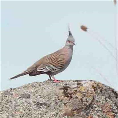 Ocyphaps lophotes (Crested Pigeon) at Nicholls, ACT - 16 Sep 2024 by ConBoekel