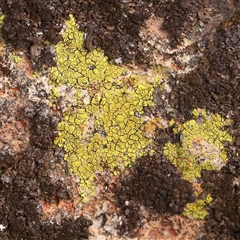 Unidentified Lichen at Nicholls, ACT - 16 Sep 2024 by ConBoekel