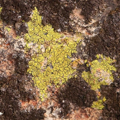 Unidentified Lichen at Nicholls, ACT - 16 Sep 2024 by ConBoekel