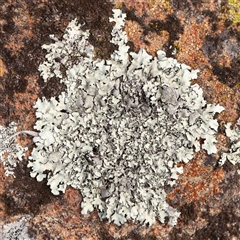 Unidentified Lichen at Nicholls, ACT - 16 Sep 2024 by ConBoekel