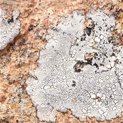 Unidentified Lichen at Nicholls, ACT - 16 Sep 2024 by ConBoekel