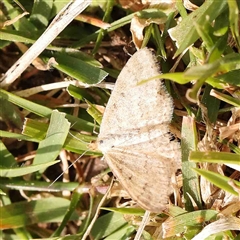 Scopula rubraria (Reddish Wave, Plantain Moth) at Nicholls, ACT - 16 Sep 2024 by ConBoekel