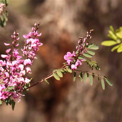 Indigofera australis subsp. australis (Australian Indigo) at Nicholls, ACT - 16 Sep 2024 by ConBoekel