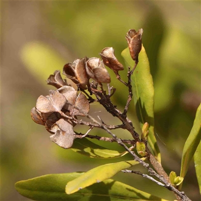 Bursaria spinosa (Native Blackthorn, Sweet Bursaria) at Nicholls, ACT - 16 Sep 2024 by ConBoekel