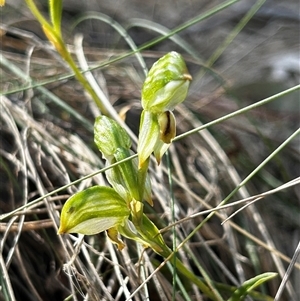 Bunochilus montanus (ACT) = Pterostylis jonesii (NSW) at Uriarra Village, ACT - suppressed