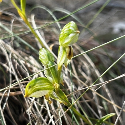 Bunochilus montanus (ACT) = Pterostylis jonesii (NSW) (Montane Leafy Greenhood) at Uriarra Village, ACT - 17 Sep 2024 by Rebeccaryanactgov