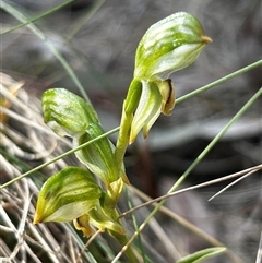 Bunochilus montanus (ACT) = Pterostylis jonesii (NSW) at Uriarra Village, ACT - suppressed