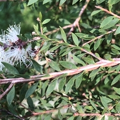 Melaleuca sieberi at Kungala, NSW - 18 Sep 2024 by donnanchris