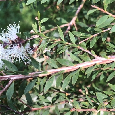 Melaleuca sieberi at Kungala, NSW - 18 Sep 2024 by donnanchris