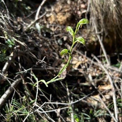 Bunochilus montanus (ACT) = Pterostylis jonesii (NSW) (Montane Leafy Greenhood) at Uriarra Village, ACT - 17 Sep 2024 by Rebeccaryanactgov