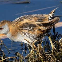 Zapornia pusilla (Baillon's Crake) at Fyshwick, ACT - 16 Sep 2024 by rawshorty