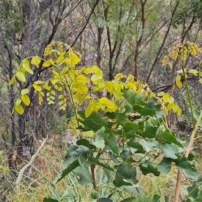 Unidentified Other Shrub at Durack, WA - 18 Sep 2024 by Mike