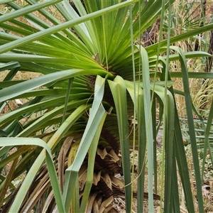 Pandanus (genus) at Durack, WA - 18 Sep 2024 11:58 AM