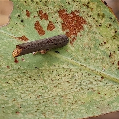 Hemibela (genus) at Durack, WA - 18 Sep 2024 by Mike