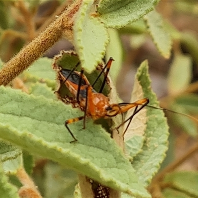 Gminatus australis (Orange assassin bug) at Durack, WA - 18 Sep 2024 by Mike