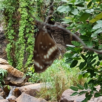 Unverified Butterfly (Lepidoptera, Rhopalocera) at Durack, WA - 18 Sep 2024 by Mike