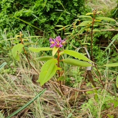 Unidentified Other Shrub at Durack, WA - 18 Sep 2024 by Mike