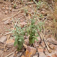 Unidentified Other Wildflower or Herb at Durack, WA - 18 Sep 2024 by Mike