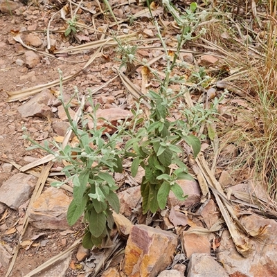 Unidentified Other Wildflower or Herb at Durack, WA - 18 Sep 2024 by Mike