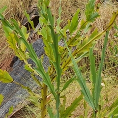 Unidentified Other Shrub at Durack, WA - 18 Sep 2024 by Mike