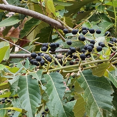 Unverified Other Tree at Durack, WA - 18 Sep 2024 by Mike