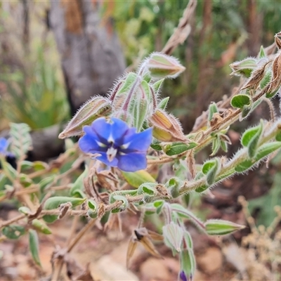 Unidentified Other Wildflower or Herb at Durack, WA - 18 Sep 2024 by Mike