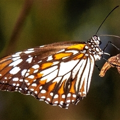 Danaus affinis (Marsh Tiger) at Slade Point, QLD - 26 Feb 2023 by Petesteamer